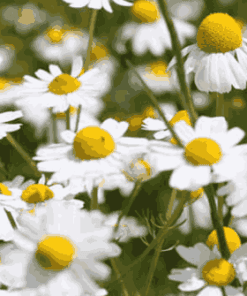 Sỉ Tinh Dầu Cúc La Mã  – Roman Chamomile Essential Oil