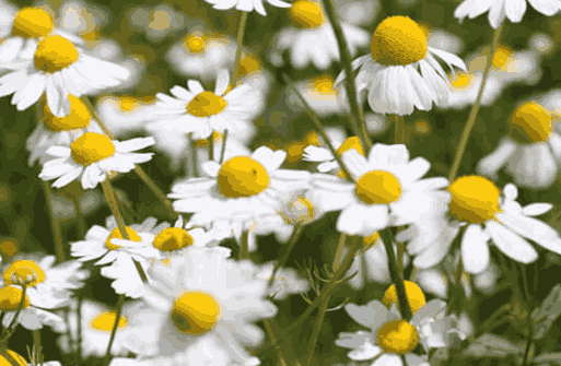 Sỉ Tinh Dầu Cúc La Mã – Roman Chamomile Essential Oil