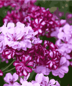Sỉ Tinh Dầu Phong Lữ – Geranium Essential Oil