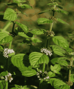 Sỉ Tinh Dầu Bạc Hà Á – Spearmint Essential Oil