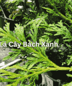 Sỉ Tinh dầu bách xanh - Calocedrus rupestris Essential Oil