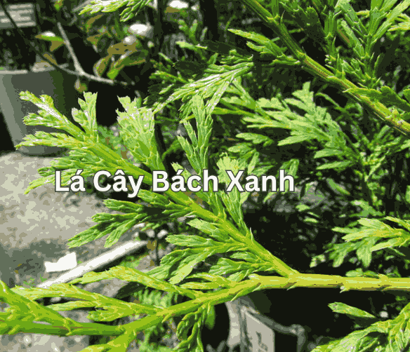 Sỉ Tinh dầu bách xanh - Calocedrus rupestris Essential Oil
