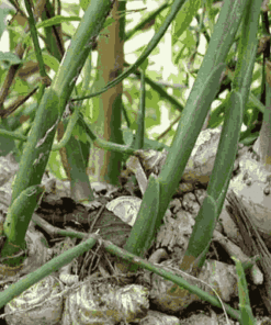 Sỉ Tinh Dầu Gừng – Ginger Essential Oil