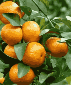 Sỉ Tinh Dầu Quýt – Tangerine Essential Oil