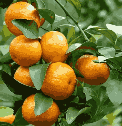 Sỉ Tinh Dầu Quýt – Tangerine Essential Oil