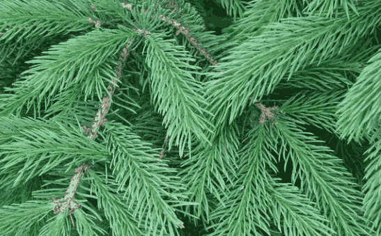 Sỉ Tinh Dầu Thông – Pine Needle Essential Oil
