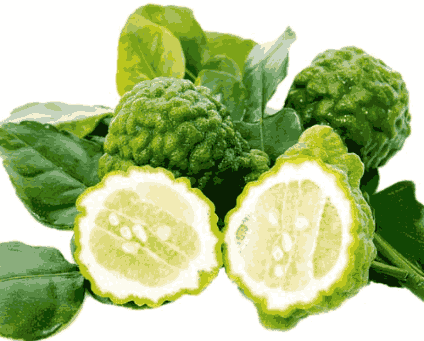 Sỉ Tinh dầu Chanh Sần – Lime Essential Oil