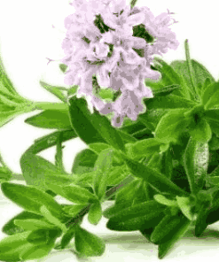 Sỉ Tinh Dầu Cỏ Xạ Hương – Thyme Essential Oil
