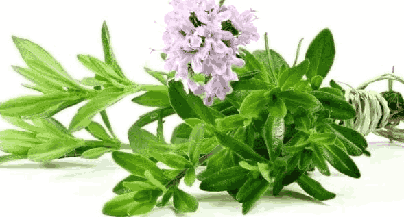 Sỉ Tinh Dầu Cỏ Xạ Hương – Thyme Essential Oil