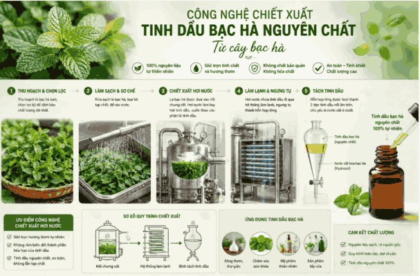 Công nghệ chiết xuất Bạc Hà