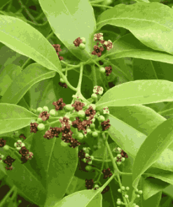 Sỉ Tinh Dầu Gỗ Đàn Hương – Sandalwood essential oil
