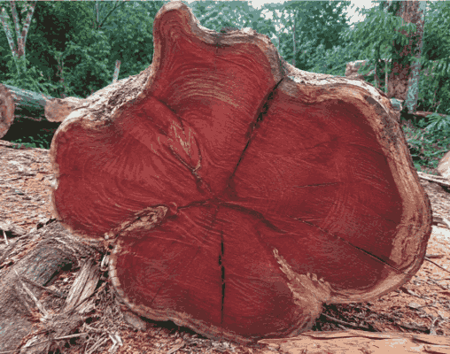 Gỗ cây long não