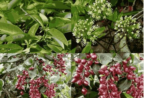 Sỉ Tinh Dầu Gù Hương – Sarsi Essential Oil
