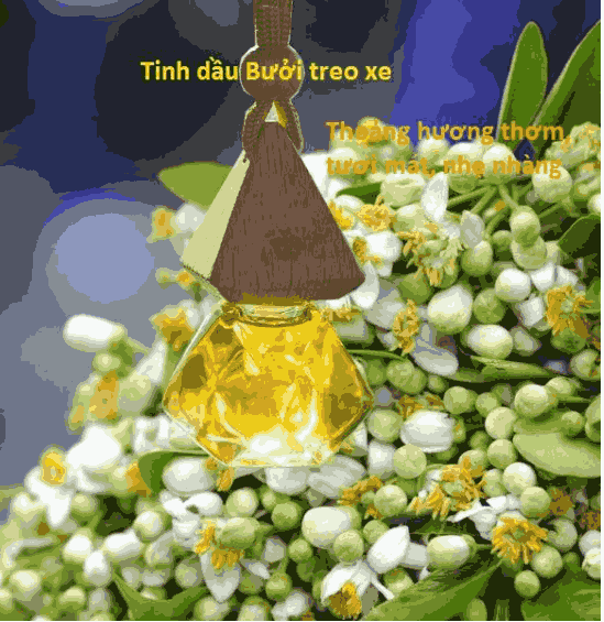 Tinh dầu hoa bưởi treo xe