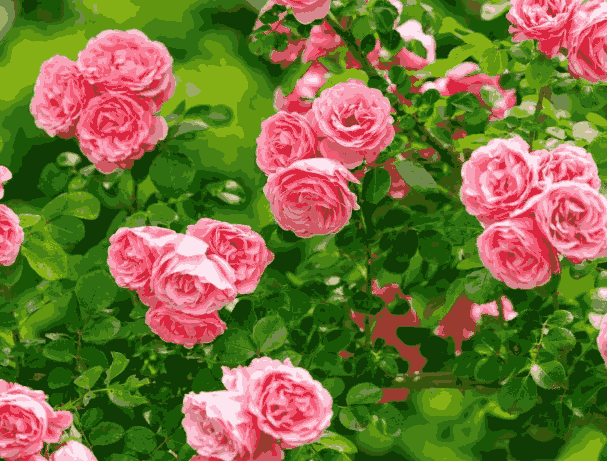 Sỉ Tinh dầu Hoa Hồng – Rose Essential Oil