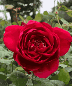 Sỉ tinh dầu Hương hoa Hồng - Rose Flavor Oil