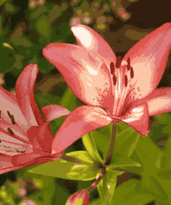 Sỉ Tinh dầu hoa Ly- Lily Essential Oil