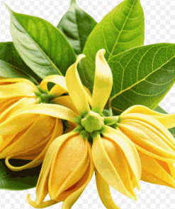 Sỉ Tinh dầu Ngọc Lan Tây Pháp -Ylang Ylang Essential Oil