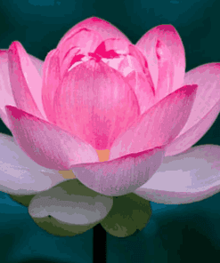 Sỉ Tinh dầu Hoa Sen- Pink Lotus Essential Oil