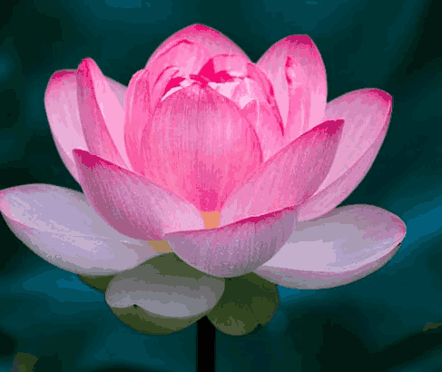 Sỉ Tinh dầu Hoa Sen- Pink Lotus Essential Oil