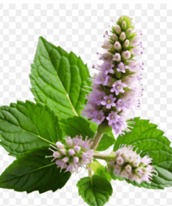 Sỉ Tinh Dầu Hoắc Hương – Patchouli Essential Oil