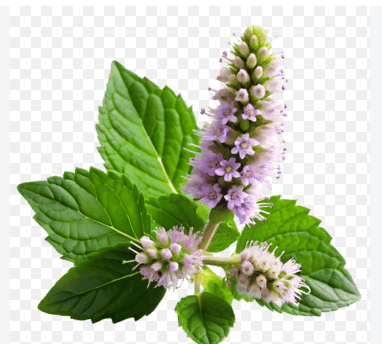 Sỉ Tinh Dầu Hoắc Hương – Patchouli Essential Oil