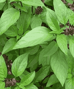 Sỉ Tinh dầu Húng Quế -Basil Essential Oil