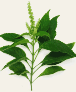 Sỉ Tinh dầu Hương Nhu - Holy basil Essential Oils