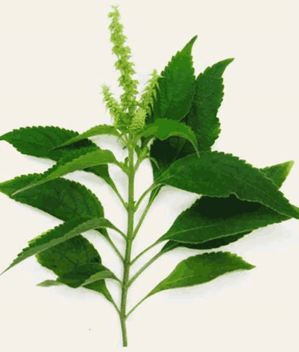 Sỉ Tinh dầu Hương Nhu - Holy basil Essential Oils