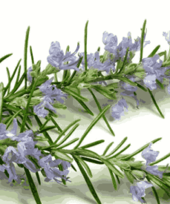 Sỉ Tinh Dầu Hương Thảo – Rosemary Essential Oil