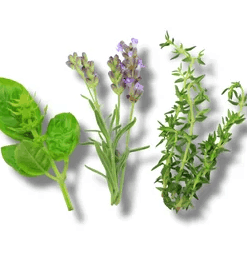 Sỉ Tinh dầu hương thảo mộc - Mix Essential Oil