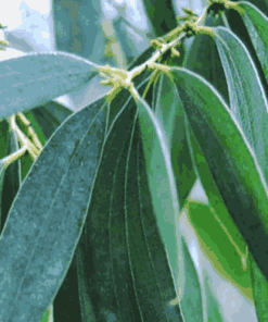 Tinh dầu Khuynh Diệp-Eucalyptus essential oils