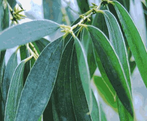 Tinh dầu Khuynh Diệp-Eucalyptus essential oils