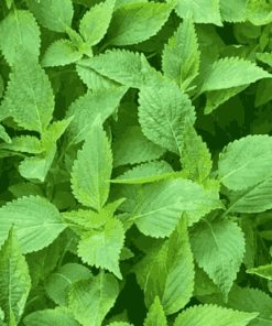 Sỉ Tinh Dầu Kinh Giới Cay – Oregano Essential Oil