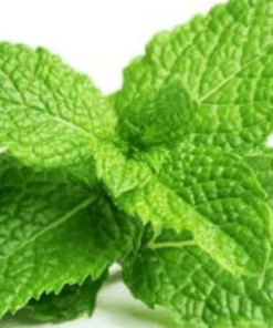 Sỉ Tinh dầu Bạc Hà- Peppermint Essential OiL
