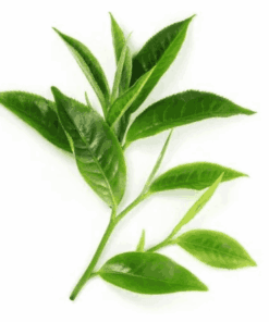 Sỉ Tinh Dầu Trà Xanh - Green Tea Essential Oil