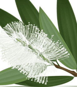 Sỉ Tinh dầu Tràm Gió - Cajeput Essential Oil