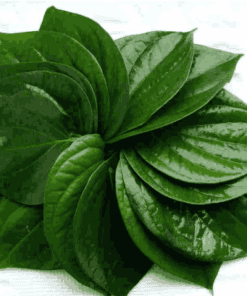 Sỉ Tinh dầu Trầu Không – Betel Leaf essential oil