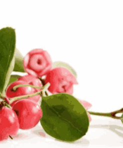 Sỉ Tinh dầu lộc đề xanh – Wintergreen Essential Oil