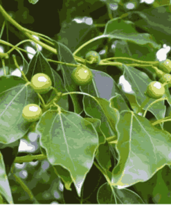 Sỉ Tinh dầu Long Não – Camphor essential Oil