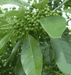 Sỉ Tinh Dầu Màng Tang – Maychang Essential Oil