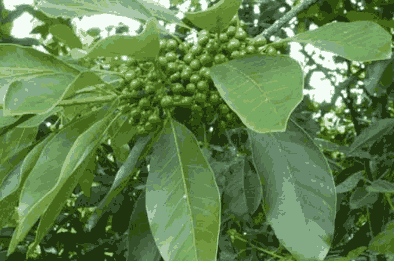 Sỉ Tinh Dầu Màng Tang – Maychang Essential Oil