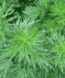 Sỉ Tinh dầu Ngải Cứu – Pain Essential Oil