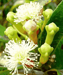 Sỉ Tinh Dầu Nụ Đinh Hương – Clove Bud Essential Oil
