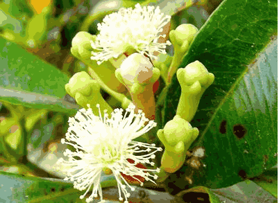 Sỉ Tinh Dầu Nụ Đinh Hương – Clove Bud Essential Oil