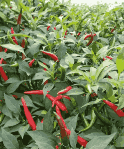 Sỉ Tinh dầu Ớt Cay- Capsicum Essential Oil