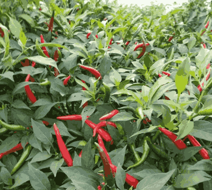 Sỉ Tinh dầu Ớt Cay- Capsicum Essential Oil
