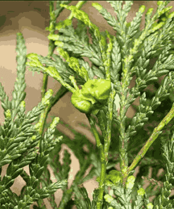 Sỉ Tinh dầu Pơ Mu – Pemou Essential Oil