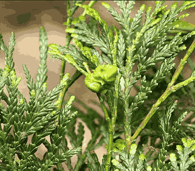 Sỉ Tinh dầu Pơ Mu – Pemou Essential Oil