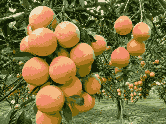 Quả bưởi chùm